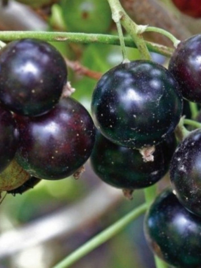 Смородина черная орловская серенада