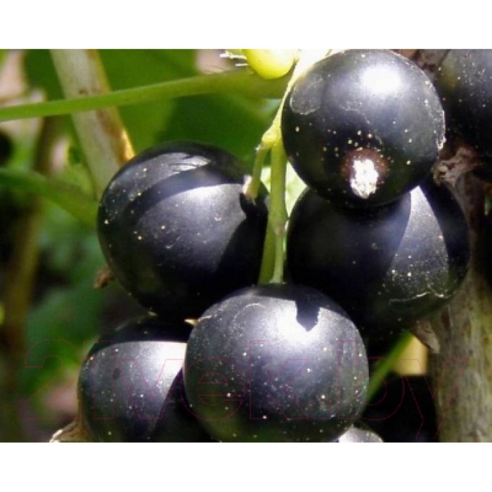 Смородина черная забава