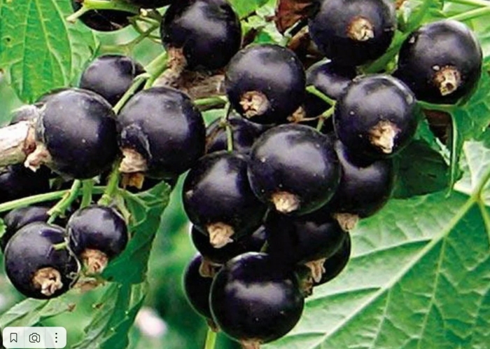 Сорт изюмная черной смородины