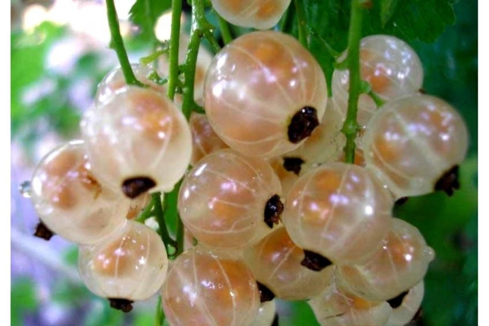 Смородина белая версальская