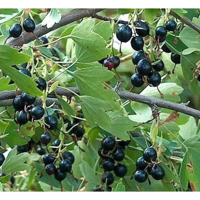 Смородина золотистая кишмишная