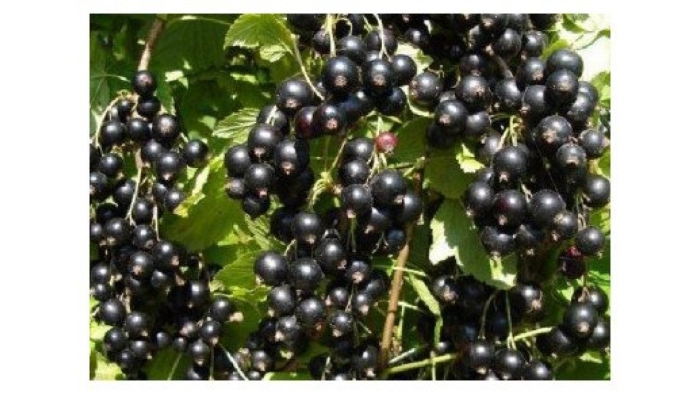 Смородина черная дар смольяниновой