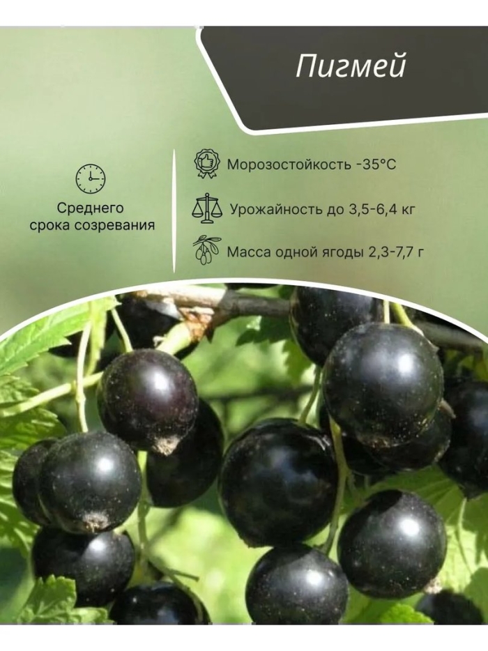 Пигмей черная смородина