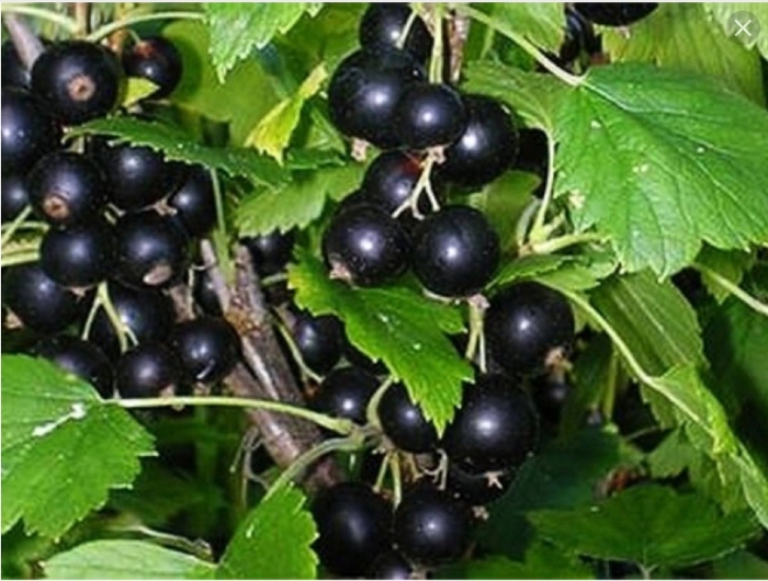 Смородина черная суйга