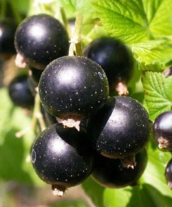 Смородина черная рита