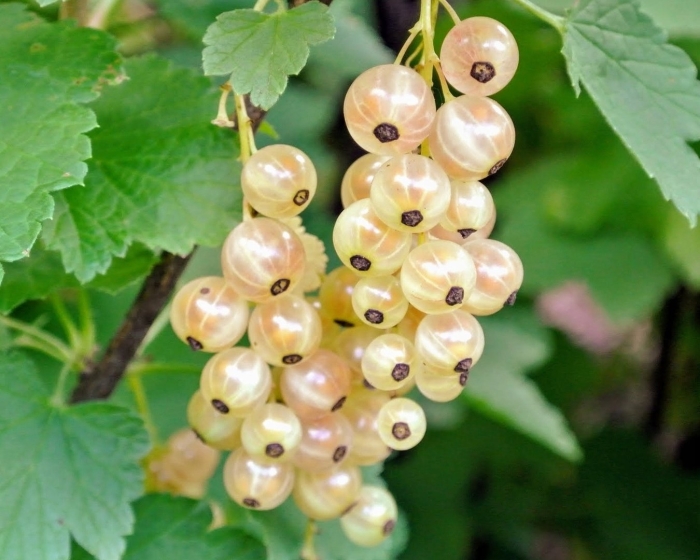 Смородина белая смольяниновская