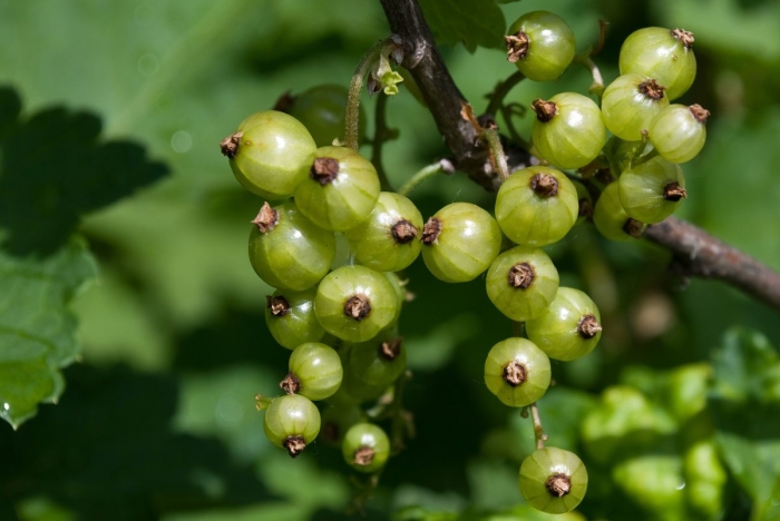 Смородина изумрудное ожерелье