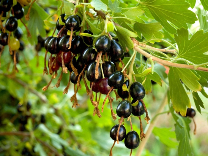 Смородина репис