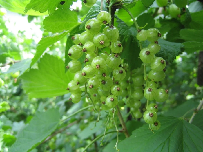 Смородина зеленоплодная