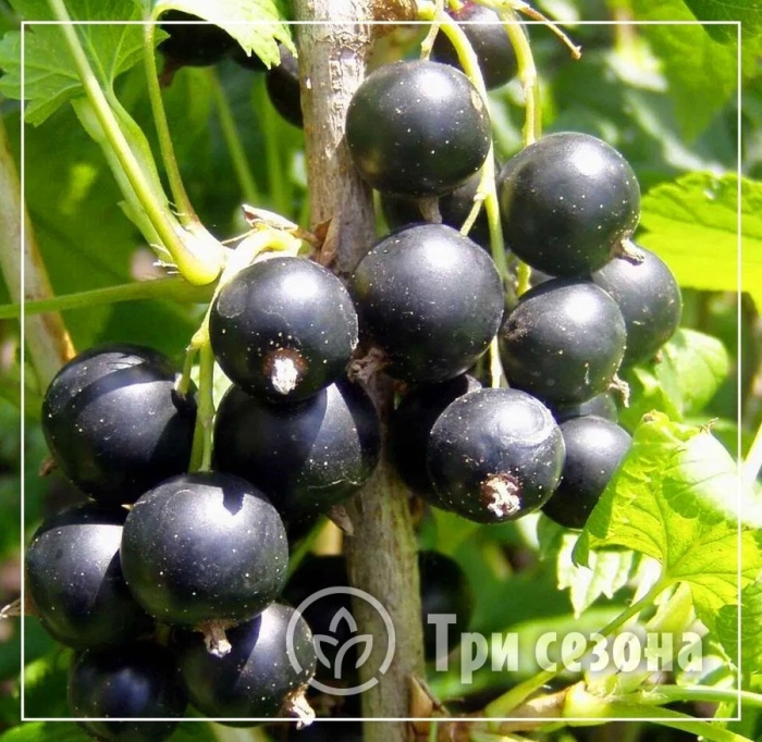 Саженцы черная смородина