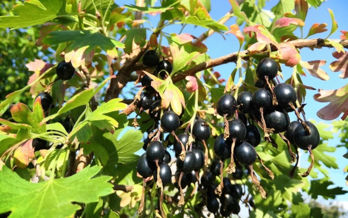 Смородина йошта дикая