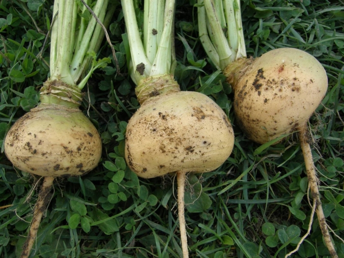 Редька огородная