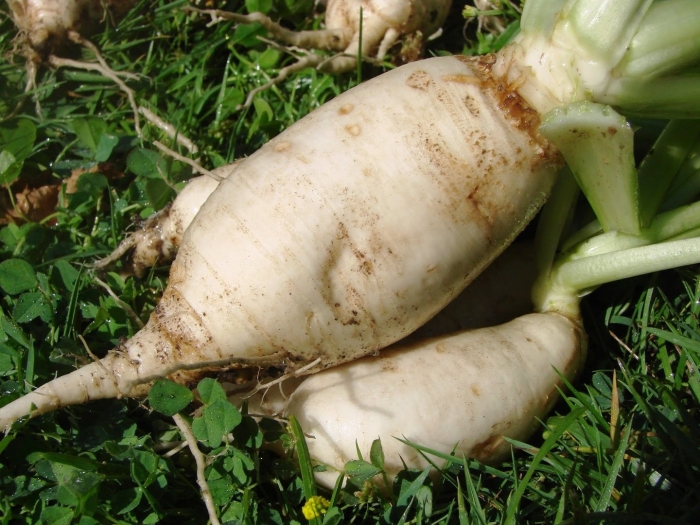 Дайкон редька