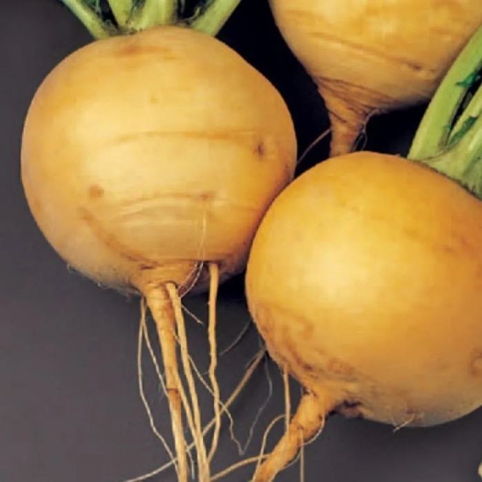 Редька желтая