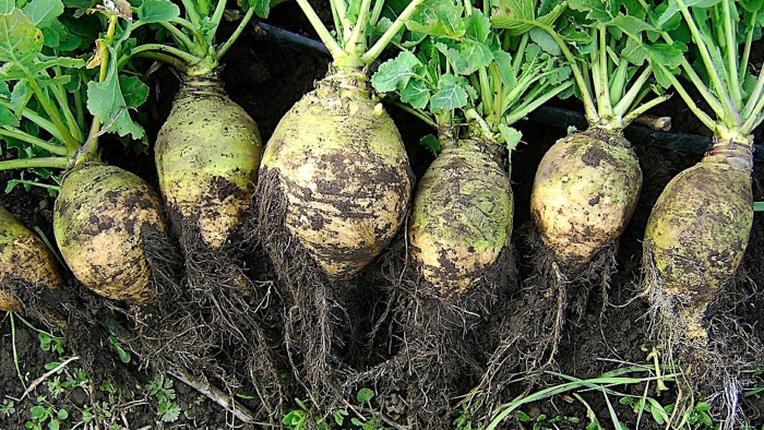 Брюква куузику