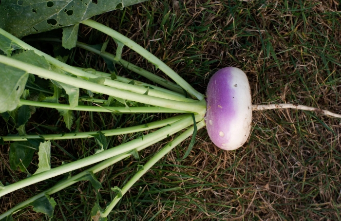 Турнепс овощ