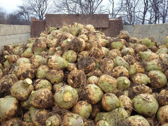 Брюква куузику