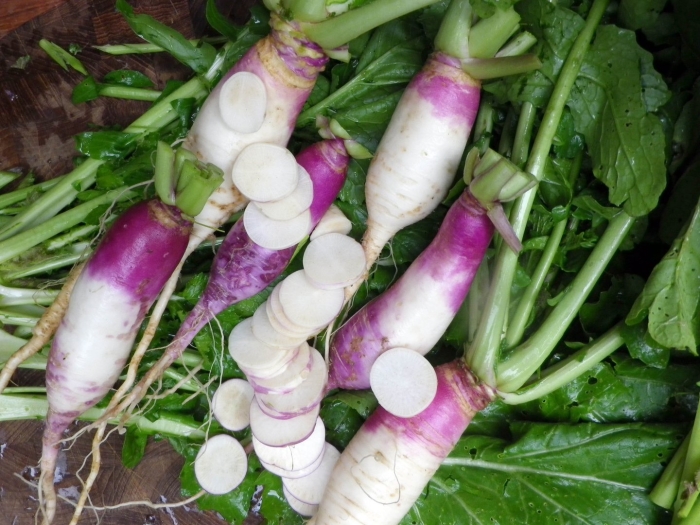 Турнепс остерзундомский