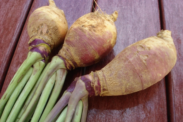 Турнепс брюква