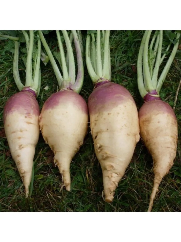 Турнепс остерзундомский