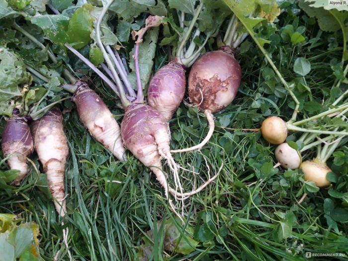 Брюква красносельская