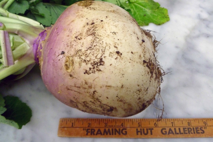 Турнепс брюква