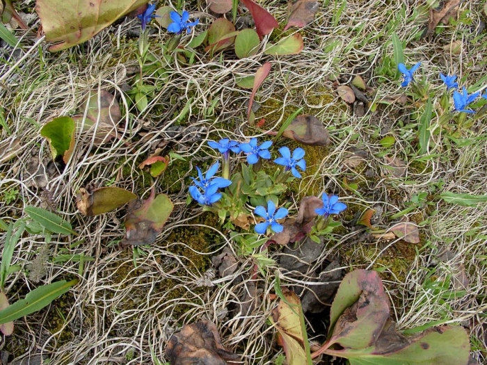 Gentiana verna