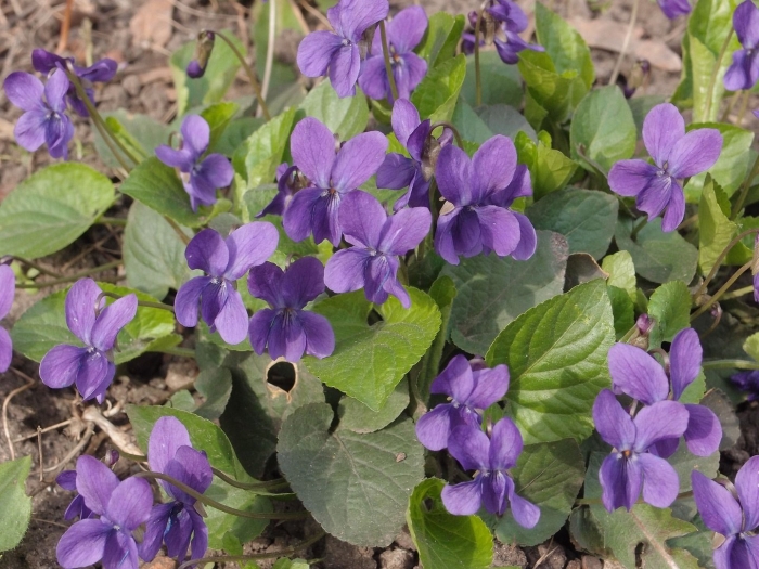 Фиалка (viola odorata)