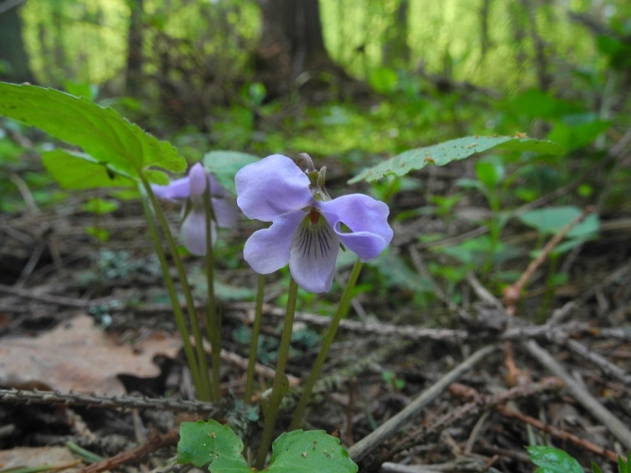 Фиалка топяная