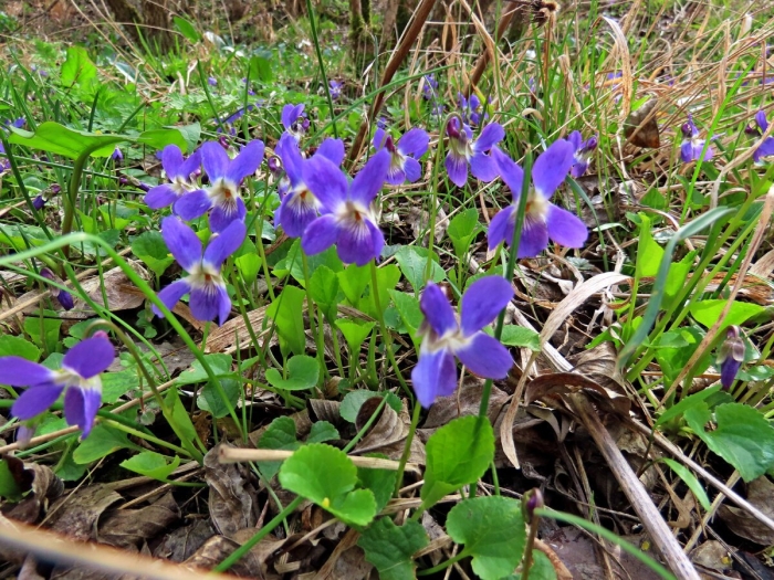 Фиалка лесная