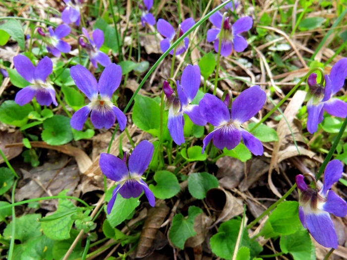 Фиалка лесная виола