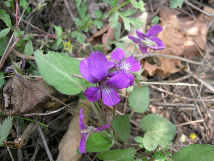 Viola odorata фиалка душистая