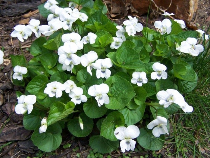 Фиалка мотыльковая альба