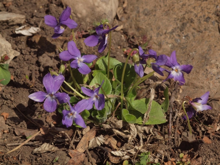 Виола хирта