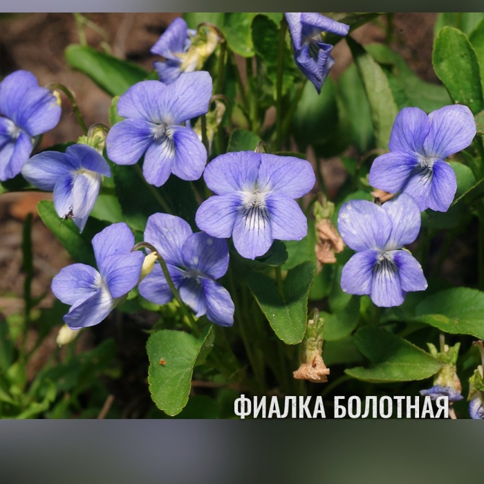 Фиалка собачья viola canina