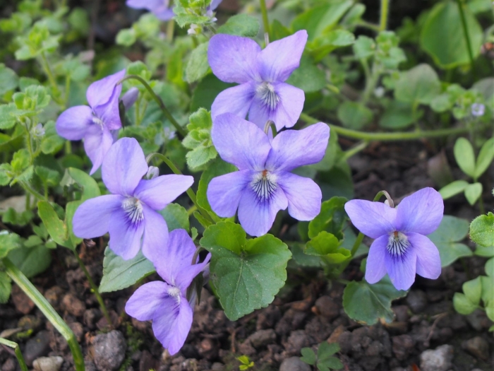 Viola canina