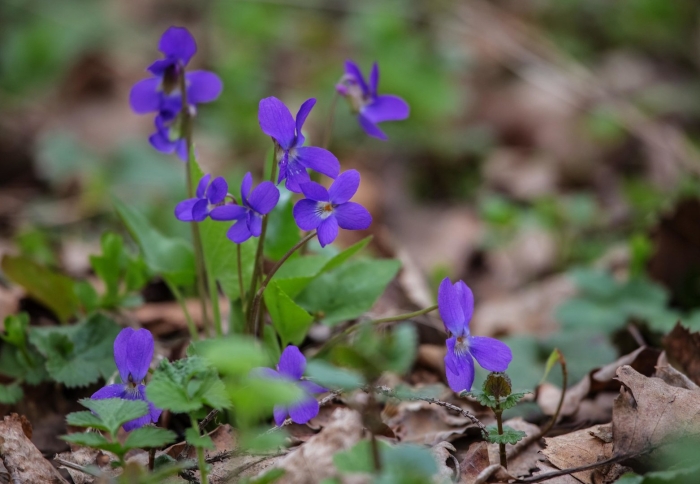 Дикая фиалка