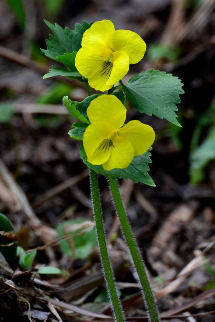 Viola pubescens