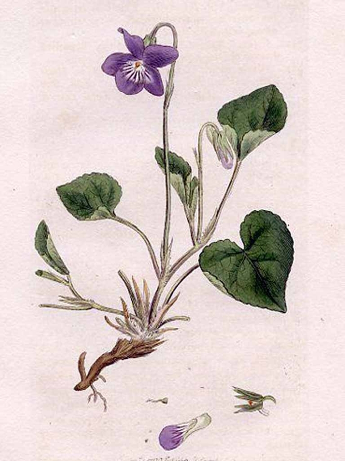 Viola odorata ботаническая иллюстрация