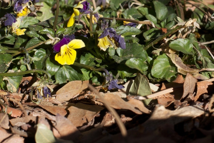 Фиалка желтая (viola pubescens)