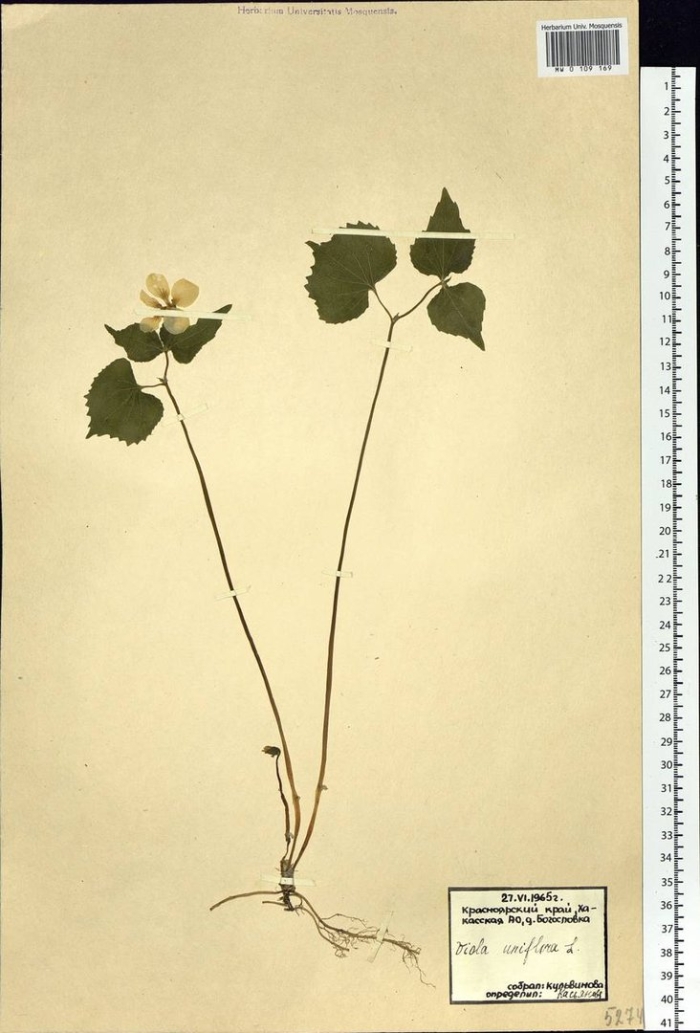 Чесночница черешковая alliaria petiolata