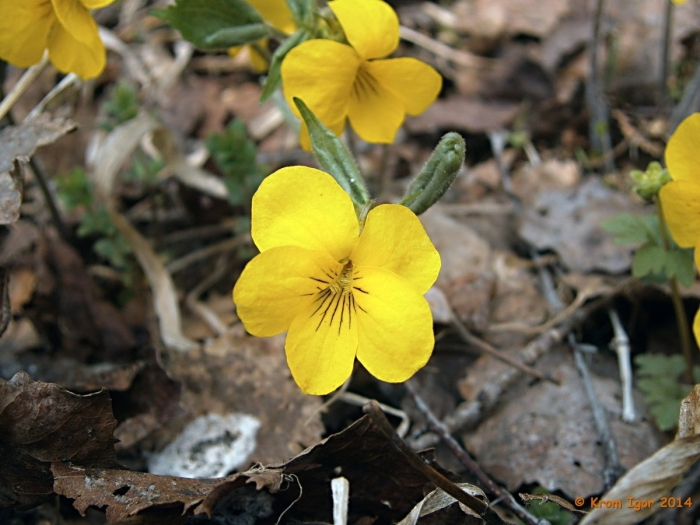 Фиалка лесная желтая