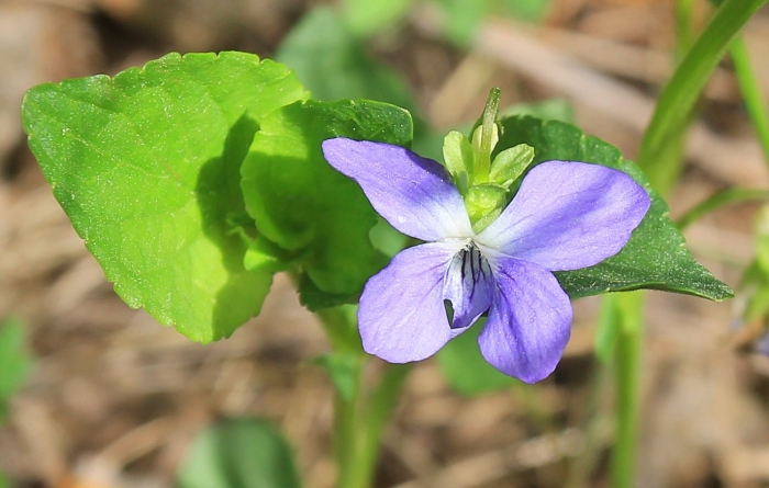 Фиалка душистая