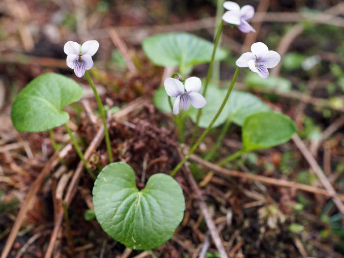 Фиалка болотная