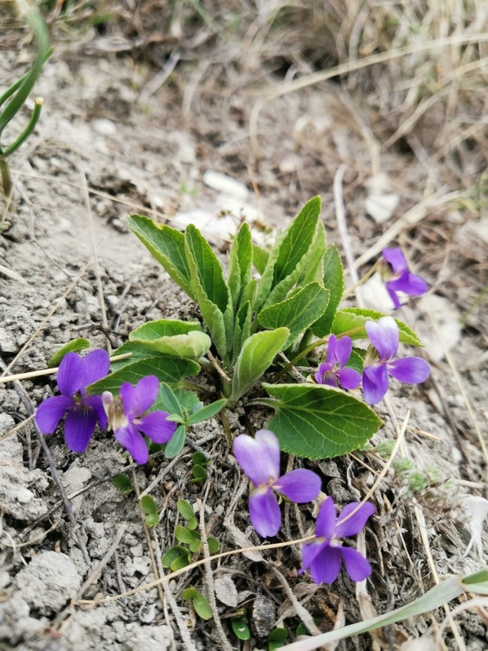 Фиалка сомнительная