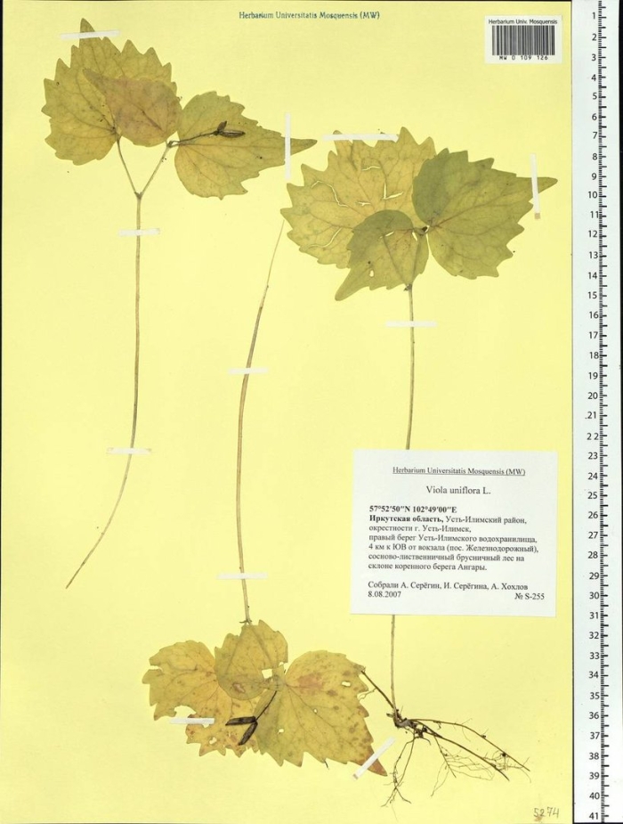 Фиалка одноцветковая (viola uniflora)