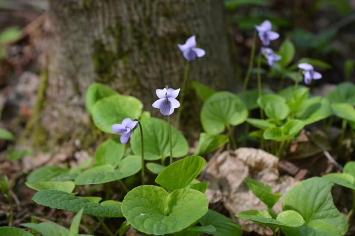 Фиалка топяная viola uliginosa