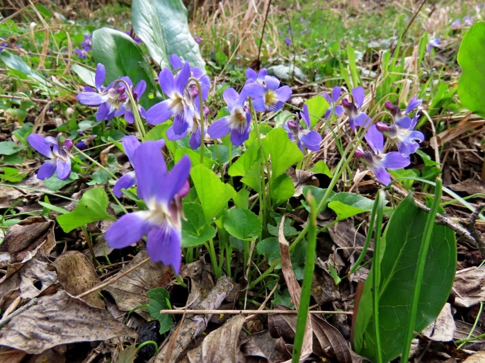 Фиалка душистая лесная