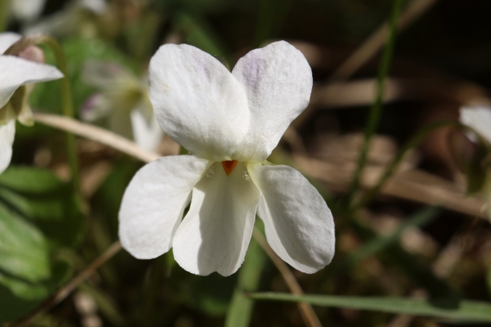 Фиалка душистая альба