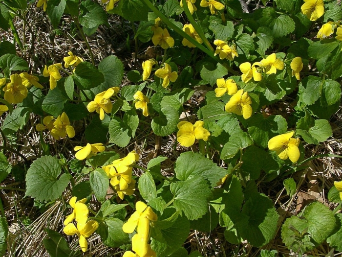 Фиалка примула лесная желтая